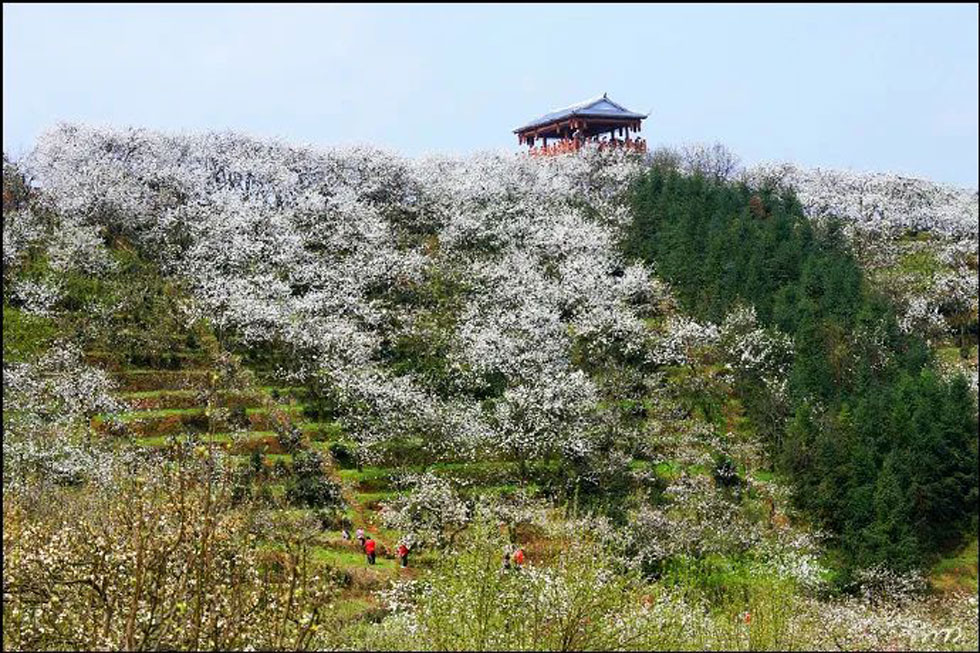 【春天，广西桂林灌阳县向您发出邀请！】我们在灌阳看梨花 - 游山玩水 - 铜仁生活社区 - 铜仁28生活网 tr.28life.net