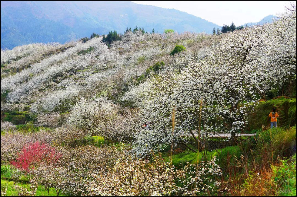 【春天，广西桂林灌阳县向您发出邀请！】我们在灌阳看梨花 - 游山玩水 - 铜仁生活社区 - 铜仁28生活网 tr.28life.net