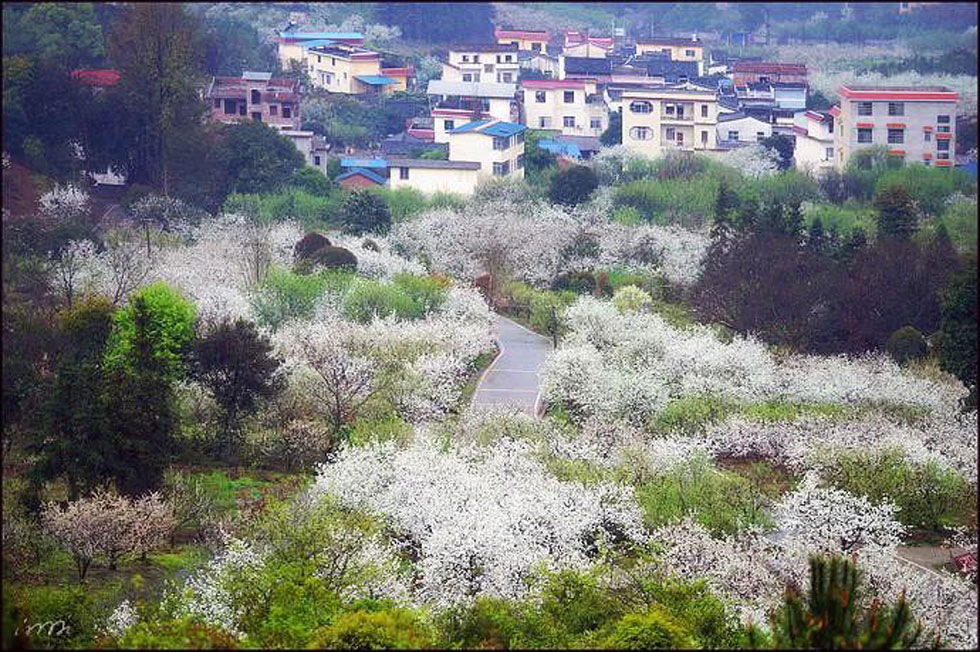 【春天，广西桂林灌阳县向您发出邀请！】我们在灌阳看梨花 - 游山玩水 - 铜仁生活社区 - 铜仁28生活网 tr.28life.net