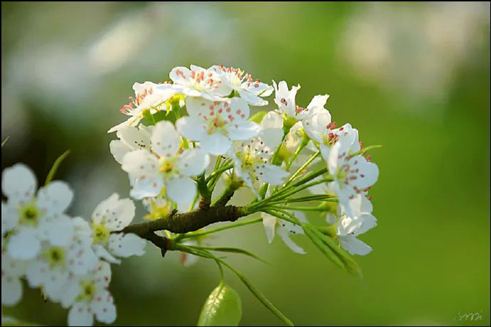 【春天，广西桂林灌阳县向您发出邀请！】我们在灌阳看梨花 - 游山玩水 - 铜仁生活社区 - 铜仁28生活网 tr.28life.net