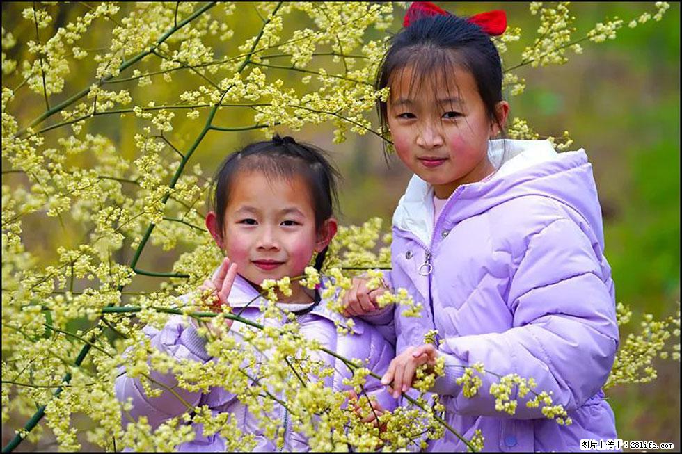 【春天，广西桂林灌阳县向您发出邀请！】米珠山前有片山苍子花在飘香 - 游山玩水 - 铜仁生活社区 - 铜仁28生活网 tr.28life.net