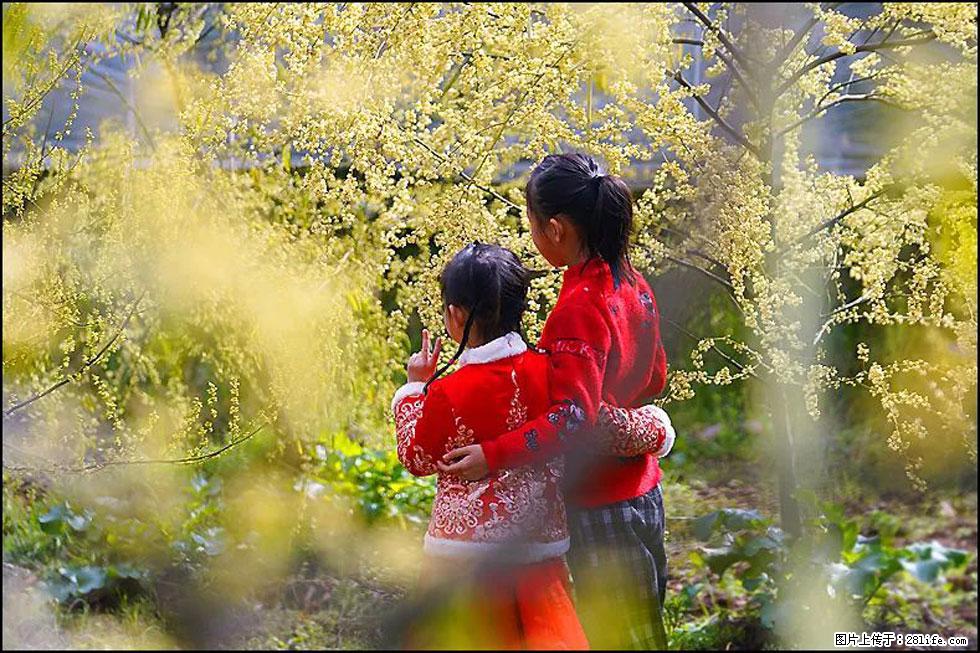 【春天，广西桂林灌阳县向您发出邀请！】米珠山前有片山苍子花在飘香 - 游山玩水 - 铜仁生活社区 - 铜仁28生活网 tr.28life.net