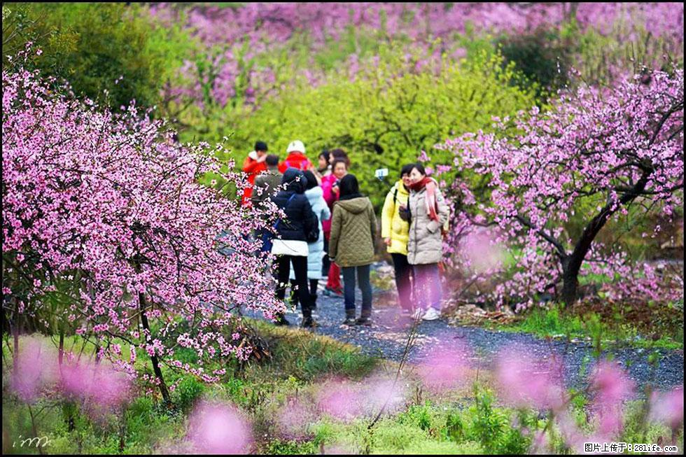 【春天，广西桂林灌阳县向您发出邀请！】官庄村有个醉美的桃花园 - 游山玩水 - 铜仁生活社区 - 铜仁28生活网 tr.28life.net