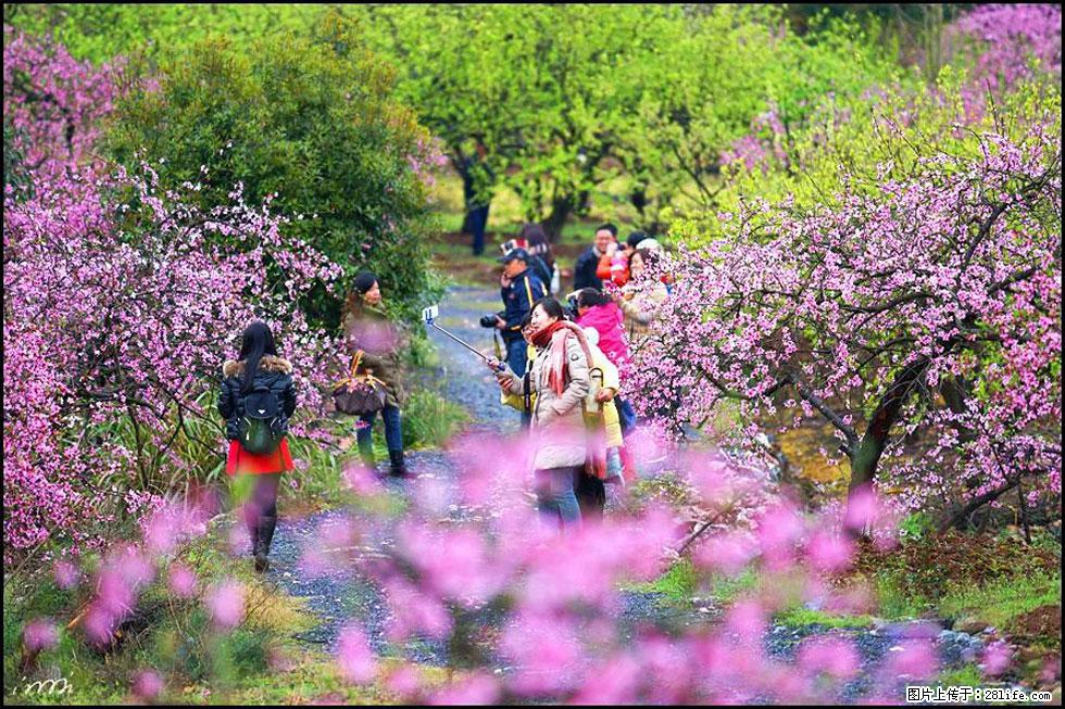 【春天，广西桂林灌阳县向您发出邀请！】官庄村有个醉美的桃花园 - 游山玩水 - 铜仁生活社区 - 铜仁28生活网 tr.28life.net