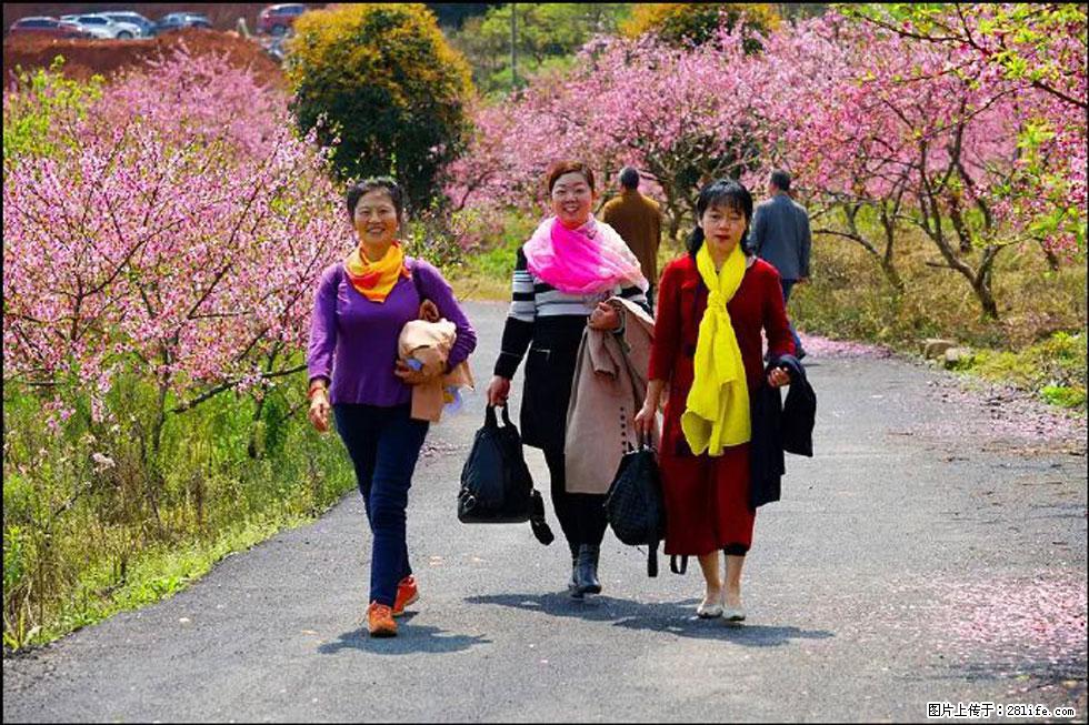 【春天，广西桂林灌阳县向您发出邀请！】官庄村有个醉美的桃花园 - 游山玩水 - 铜仁生活社区 - 铜仁28生活网 tr.28life.net