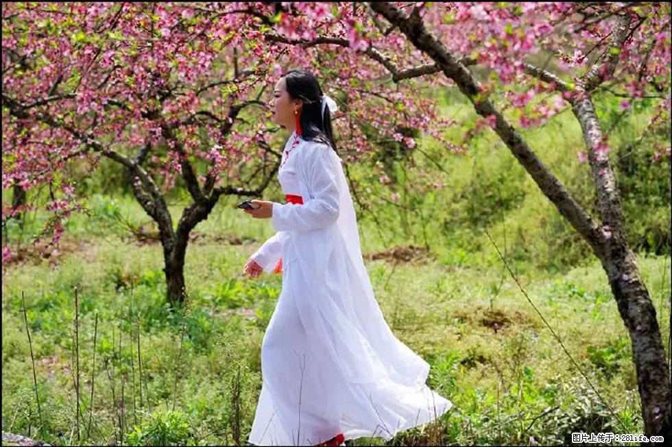 【春天，广西桂林灌阳县向您发出邀请！】官庄村有个醉美的桃花园 - 游山玩水 - 铜仁生活社区 - 铜仁28生活网 tr.28life.net