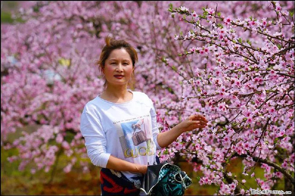 【春天，广西桂林灌阳县向您发出邀请！】官庄村有个醉美的桃花园 - 游山玩水 - 铜仁生活社区 - 铜仁28生活网 tr.28life.net