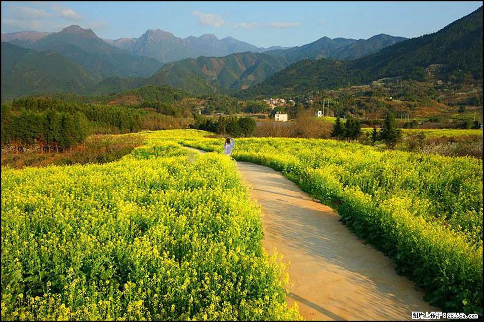 【春天，广西桂林灌阳县向您发出邀请！】长坪村油菜盛情花开 - 游山玩水 - 铜仁生活社区 - 铜仁28生活网 tr.28life.net