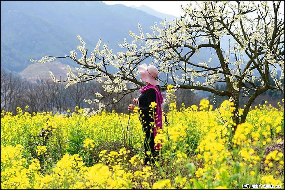 【春天，广西桂林灌阳县向您发出邀请！】长坪村油菜盛情花开 - 游山玩水 - 铜仁生活社区 - 铜仁28生活网 tr.28life.net