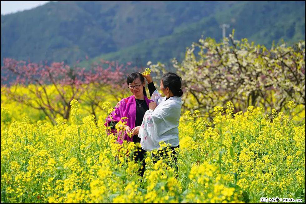 【春天，广西桂林灌阳县向您发出邀请！】长坪村油菜盛情花开 - 游山玩水 - 铜仁生活社区 - 铜仁28生活网 tr.28life.net