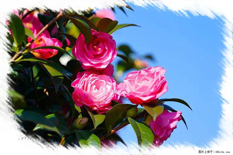 【春天，广西桂林灌阳县向您发出邀请！】杨柳井茶花惹人爱 - 游山玩水 - 铜仁生活社区 - 铜仁28生活网 tr.28life.net