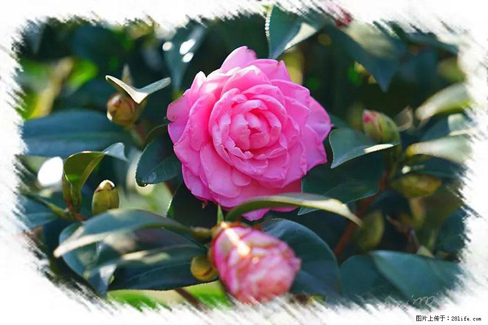 【春天，广西桂林灌阳县向您发出邀请！】杨柳井茶花惹人爱 - 游山玩水 - 铜仁生活社区 - 铜仁28生活网 tr.28life.net