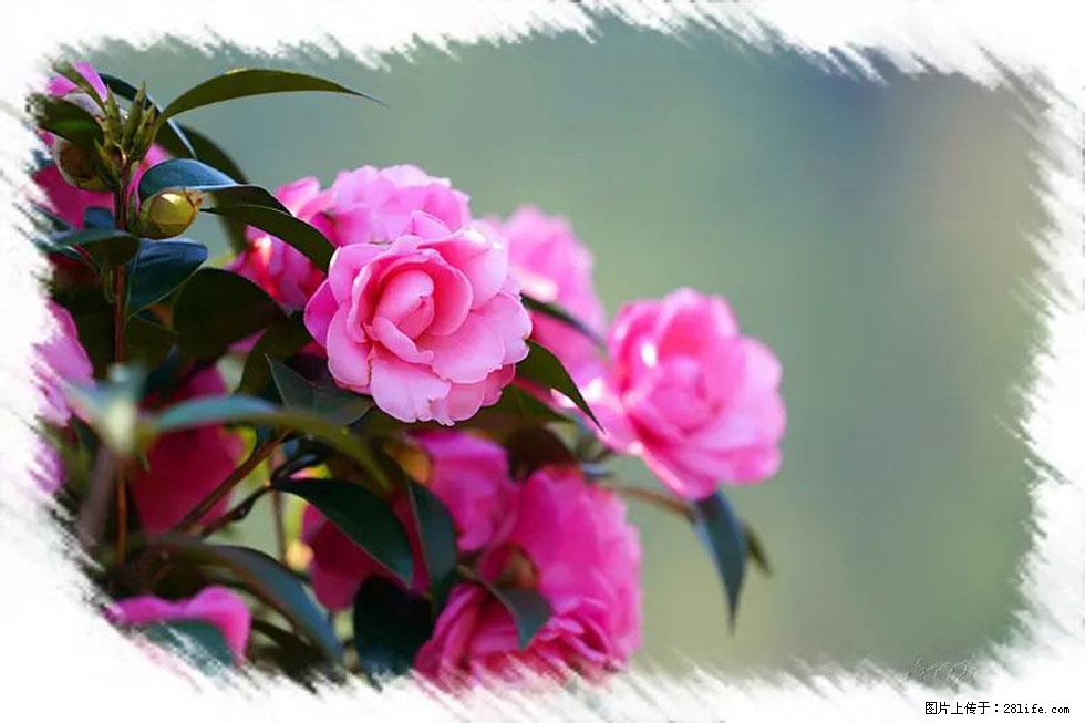 【春天，广西桂林灌阳县向您发出邀请！】杨柳井茶花惹人爱 - 游山玩水 - 铜仁生活社区 - 铜仁28生活网 tr.28life.net