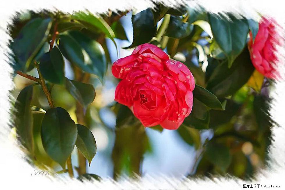 【春天，广西桂林灌阳县向您发出邀请！】杨柳井茶花惹人爱 - 游山玩水 - 铜仁生活社区 - 铜仁28生活网 tr.28life.net