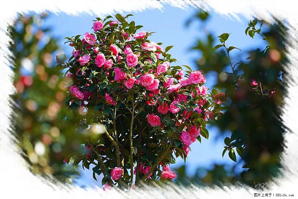 【春天，广西桂林灌阳县向您发出邀请！】杨柳井茶花惹人爱 - 游山玩水 - 铜仁生活社区 - 铜仁28生活网 tr.28life.net