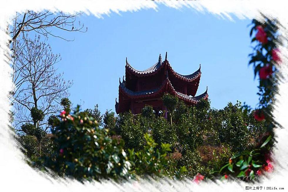 【春天，广西桂林灌阳县向您发出邀请！】杨柳井茶花惹人爱 - 游山玩水 - 铜仁生活社区 - 铜仁28生活网 tr.28life.net