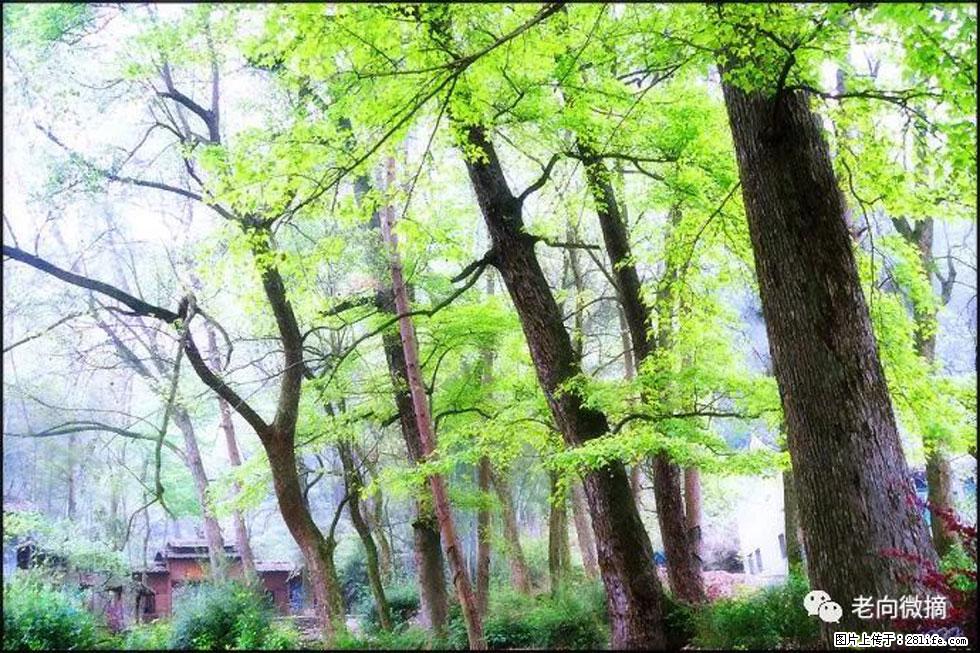 【春天，广西桂林灌阳县向您发出邀请！】在小龙村与春天约会 - 游山玩水 - 铜仁生活社区 - 铜仁28生活网 tr.28life.net