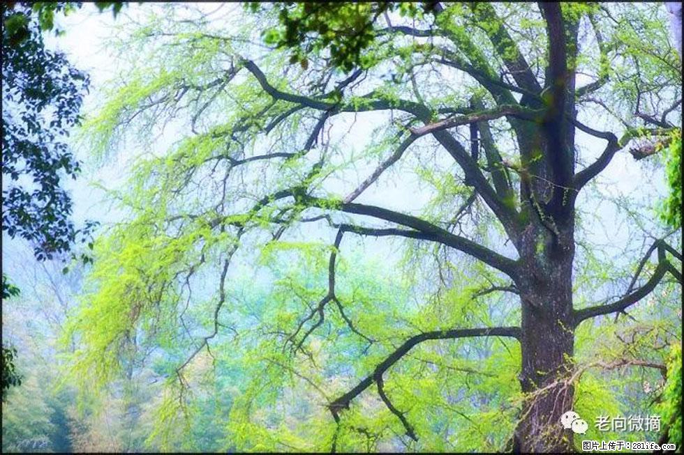 【春天，广西桂林灌阳县向您发出邀请！】在小龙村与春天约会 - 游山玩水 - 铜仁生活社区 - 铜仁28生活网 tr.28life.net