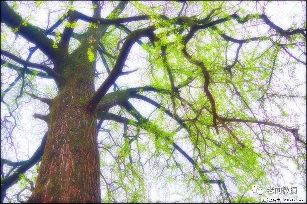 【春天，广西桂林灌阳县向您发出邀请！】在小龙村与春天约会 - 游山玩水 - 铜仁生活社区 - 铜仁28生活网 tr.28life.net