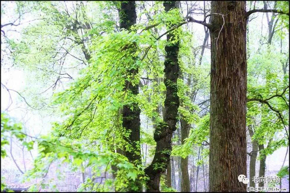 【春天，广西桂林灌阳县向您发出邀请！】在小龙村与春天约会 - 游山玩水 - 铜仁生活社区 - 铜仁28生活网 tr.28life.net