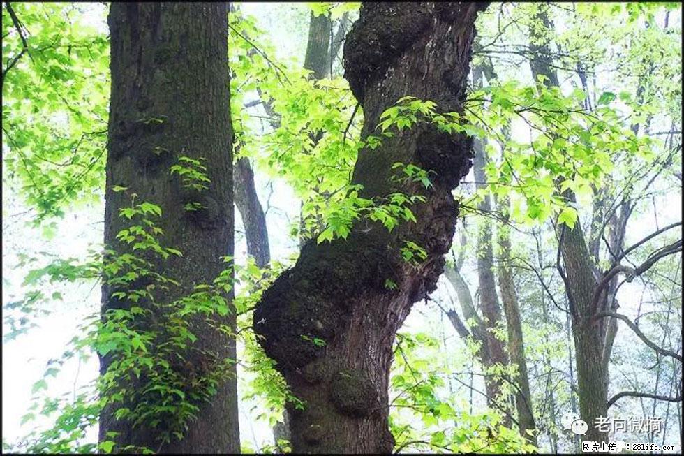 【春天，广西桂林灌阳县向您发出邀请！】在小龙村与春天约会 - 游山玩水 - 铜仁生活社区 - 铜仁28生活网 tr.28life.net
