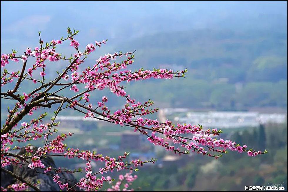 【春天，广西桂林灌阳县向您发出邀请！】望月岭上桃花开 - 游山玩水 - 铜仁生活社区 - 铜仁28生活网 tr.28life.net
