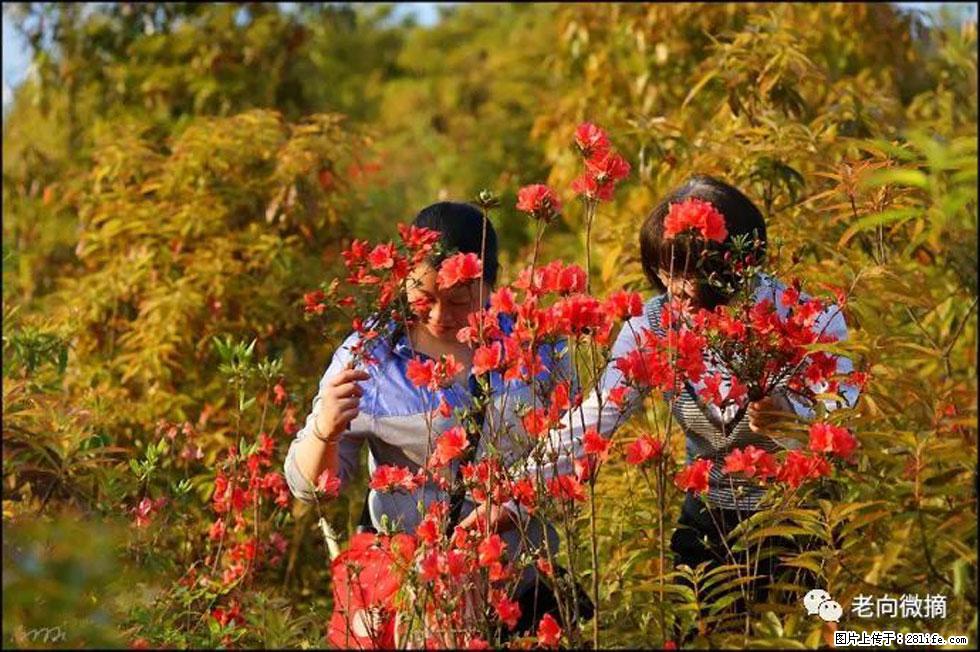 【春天，广西桂林灌阳县向您发出邀请！】登麒麟山，相约映山红 - 游山玩水 - 铜仁生活社区 - 铜仁28生活网 tr.28life.net