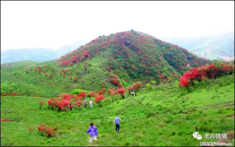 【春天，广西桂林灌阳县向您发出邀请！】宝盖山上映山红 - 游山玩水 - 铜仁生活社区 - 铜仁28生活网 tr.28life.net