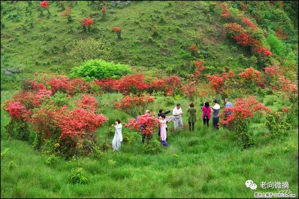 【春天，广西桂林灌阳县向您发出邀请！】宝盖山上映山红 - 游山玩水 - 铜仁生活社区 - 铜仁28生活网 tr.28life.net