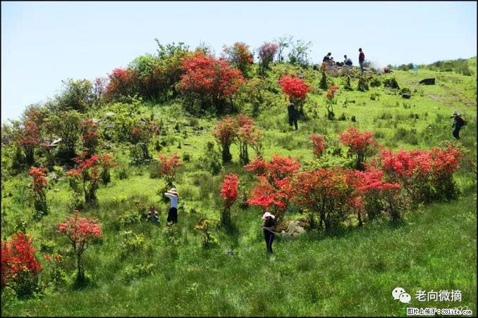 【春天，广西桂林灌阳县向您发出邀请！】宝盖山上映山红 - 游山玩水 - 铜仁生活社区 - 铜仁28生活网 tr.28life.net
