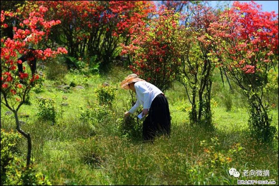 【春天，广西桂林灌阳县向您发出邀请！】宝盖山上映山红 - 游山玩水 - 铜仁生活社区 - 铜仁28生活网 tr.28life.net
