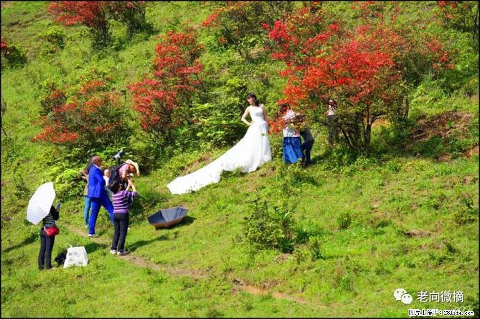 【春天，广西桂林灌阳县向您发出邀请！】宝盖山上映山红 - 游山玩水 - 铜仁生活社区 - 铜仁28生活网 tr.28life.net