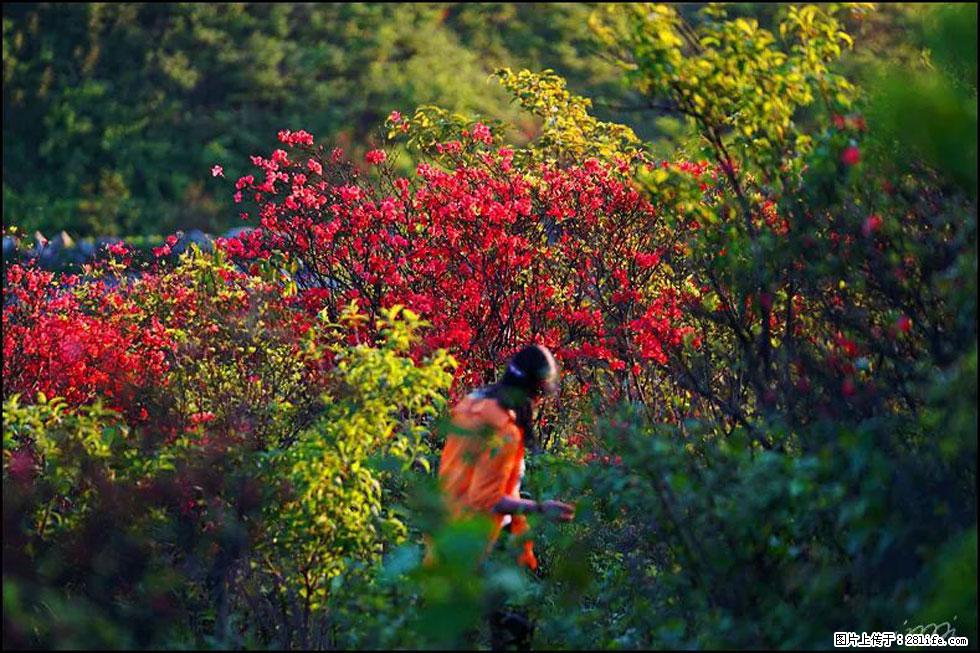 【春天，广西桂林灌阳县向您发出邀请！】春木界上映山红 - 游山玩水 - 铜仁生活社区 - 铜仁28生活网 tr.28life.net