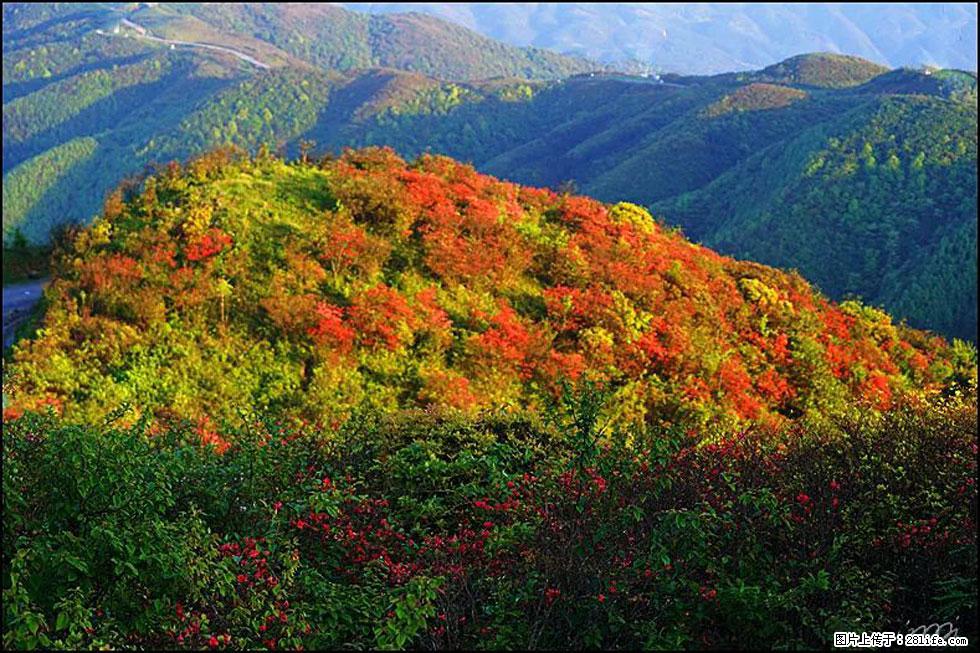 【春天，广西桂林灌阳县向您发出邀请！】春木界上映山红 - 游山玩水 - 铜仁生活社区 - 铜仁28生活网 tr.28life.net