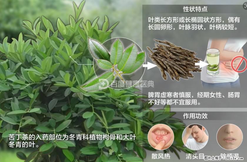 苦丁茶有哪些功效和作用 - 生活百科 - 铜仁生活社区 - 铜仁28生活网 tr.28life.net