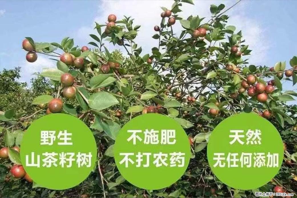 【灌阳县油茶产业示范区】一个有着充实的精神生活的人，对待身外之物自会有一种淡泊的态度 - 土特产 - 饮食特产 - 铜仁分类信息 - 铜仁28生活网 tr.28life.net