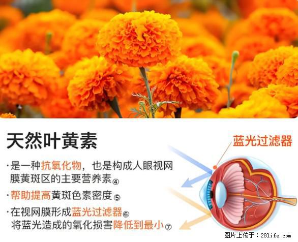叶黄素有什么功效和作用 - 生活百科 - 铜仁生活社区 - 铜仁28生活网 tr.28life.net