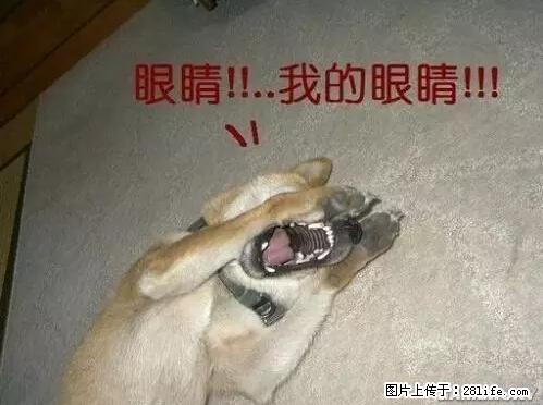 笑癫了！一女的怀孕三年未生，他终于忍不住了... - 娱乐八卦 - 铜仁生活社区 - 铜仁28生活网 tr.28life.net