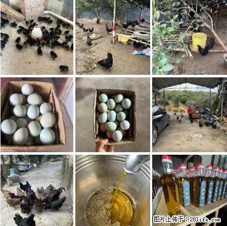 油茶园从小鸡仔开始养起的纯土鸡、土鸡蛋可以预定啦！还有前几天刚榨的纯山茶油哦 - 美食天地 - 铜仁生活社区 - 铜仁28生活网 tr.28life.net