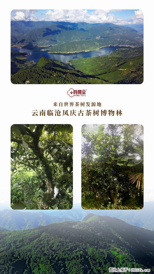 时间果百年古树2025年春红茶 - 购物交流 - 铜仁生活社区 - 铜仁28生活网 tr.28life.net