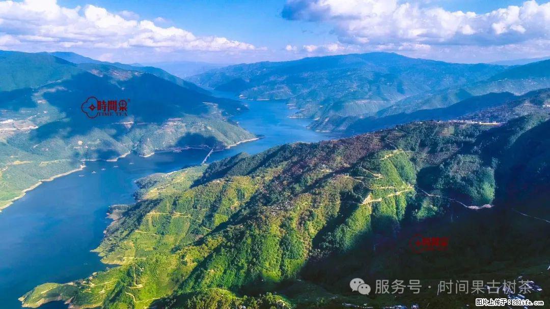 时间果百年古树龙珠普洱生茶 - 购物交流 - 铜仁生活社区 - 铜仁28生活网 tr.28life.net