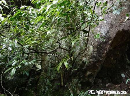 平乐石崖茶，珍贵仅次于金花茶 - 铜仁生活资讯 - 铜仁28生活网 tr.28life.net