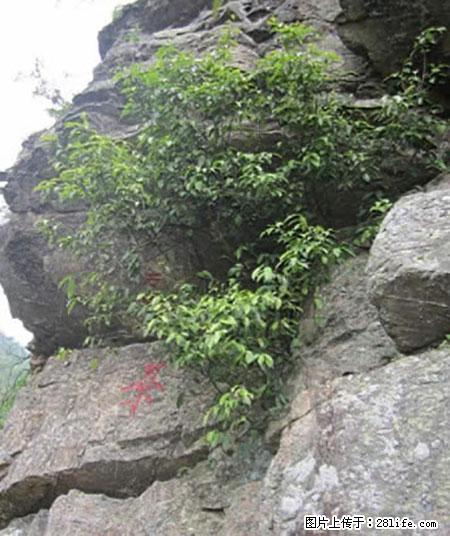 平乐石崖茶，珍贵仅次于金花茶 - 铜仁生活资讯 - 铜仁28生活网 tr.28life.net