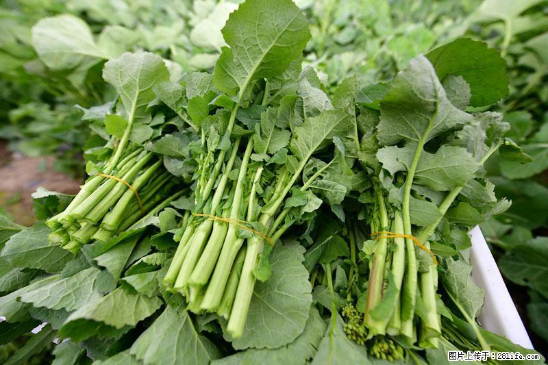 这些蔬菜是“天然钙片”，这6种被医生重点推荐 - 铜仁生活资讯 - 铜仁28生活网 tr.28life.net